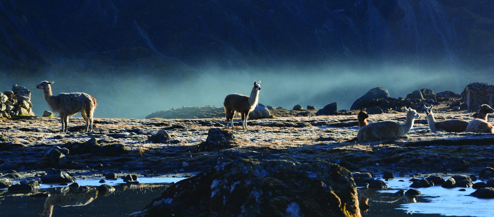 Small heard of llamas resting outside in mountains - Peru Travel Abroad Program