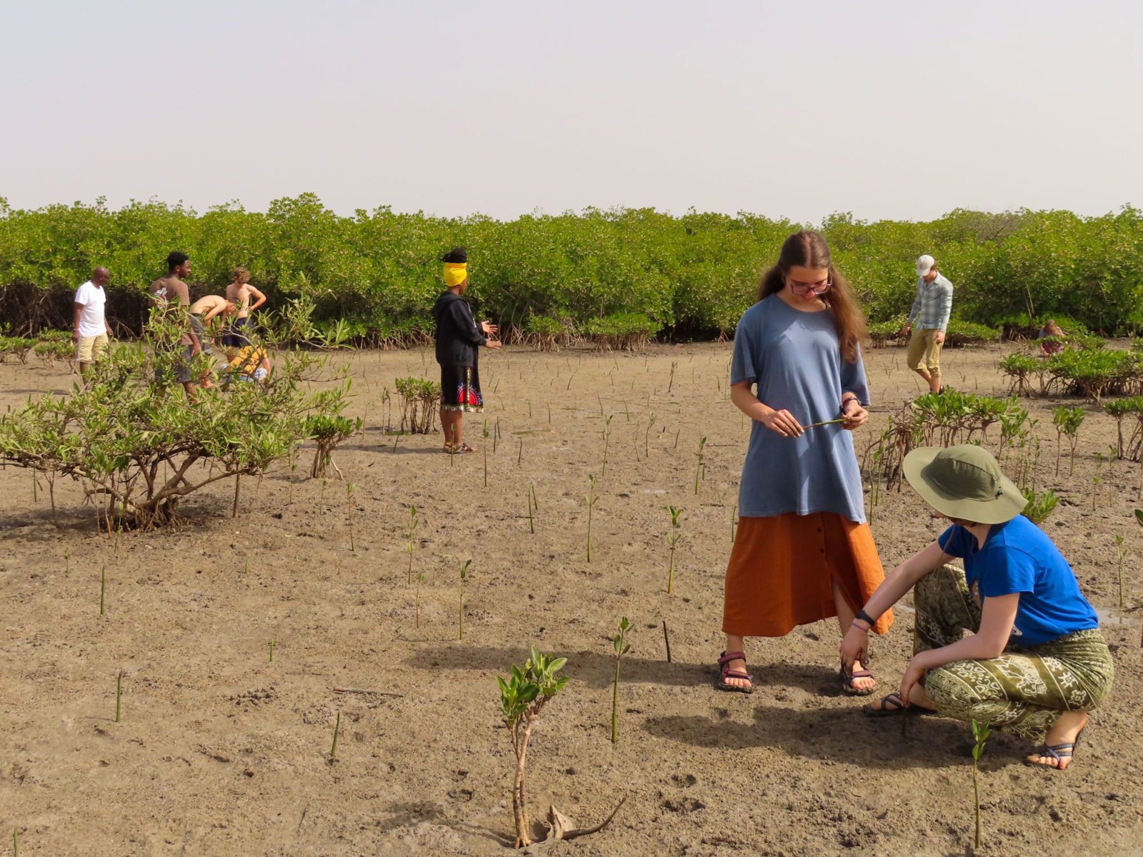 Mangrove reforestation